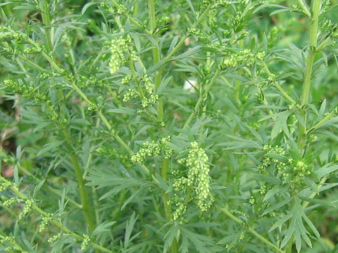 Artemisia princeps