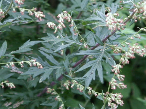 Artemisia princeps