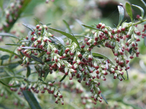 Artemisia princeps