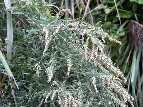 Artemisia princeps