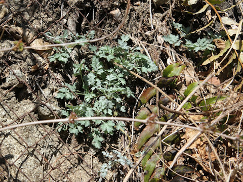 Artemisia princeps