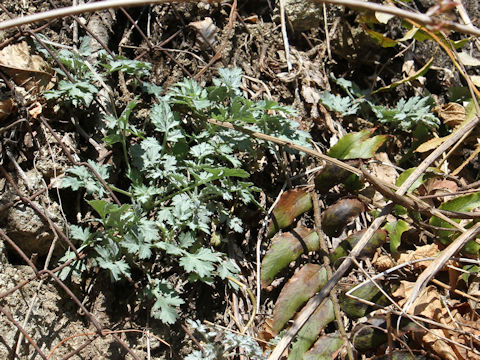 Artemisia princeps