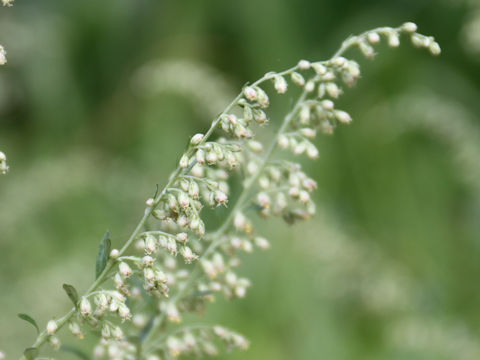 Artemisia princeps