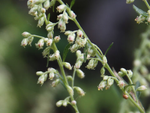 Artemisia princeps