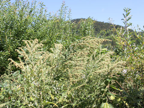 Artemisia princeps