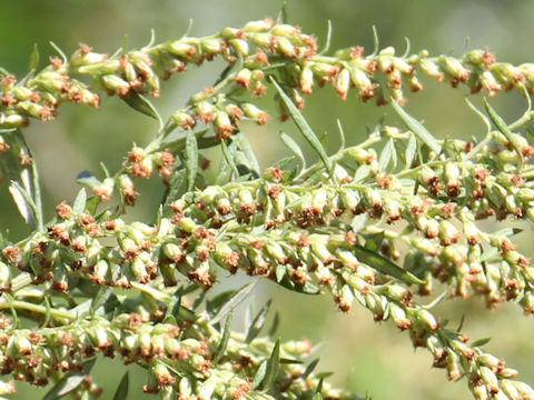 Artemisia princeps