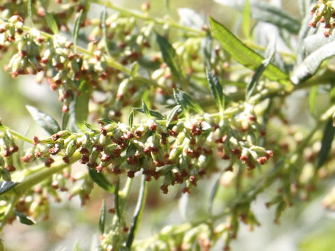 Artemisia princeps