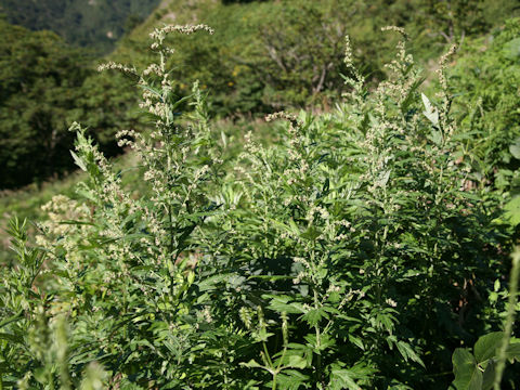 Artemisia princeps