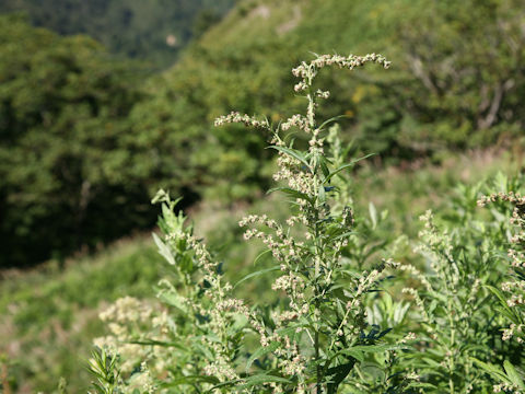 Artemisia princeps