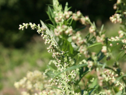 Artemisia princeps