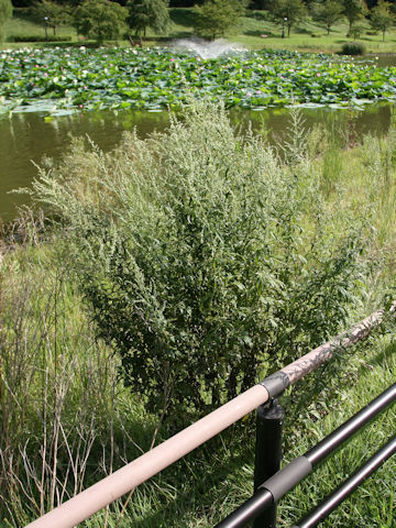 Artemisia princeps