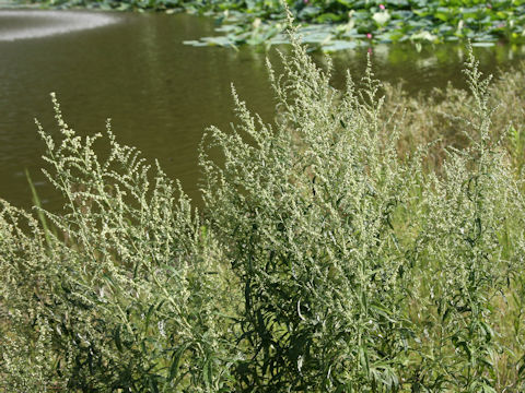 Artemisia princeps