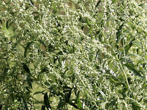 Artemisia princeps