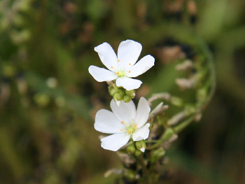 Drosera binata var. dichotoma