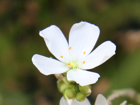 Drosera binata var. dichotoma