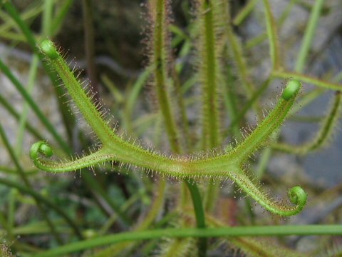 Drosera binata var. dichotoma