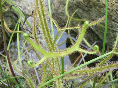 Drosera binata var. dichotoma