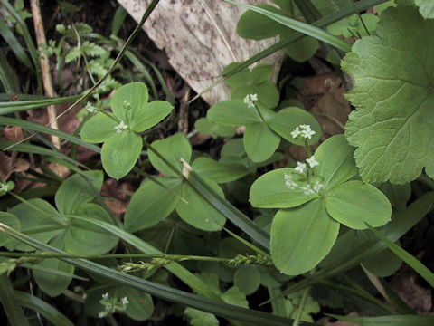 Galium trachyspermum