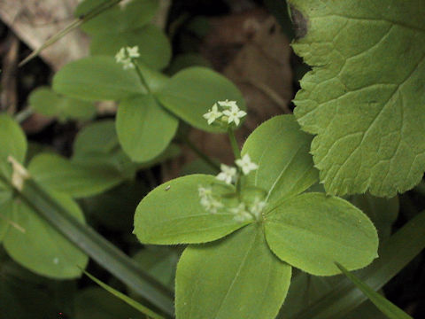 Galium trachyspermum