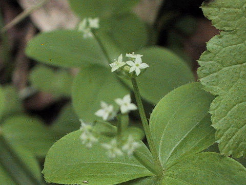 Galium trachyspermum