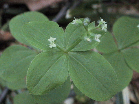 Galium trachyspermum