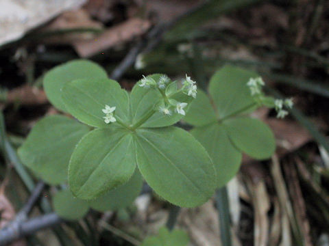 Galium trachyspermum