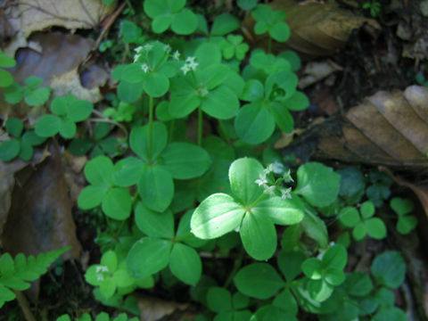 Galium trachyspermum