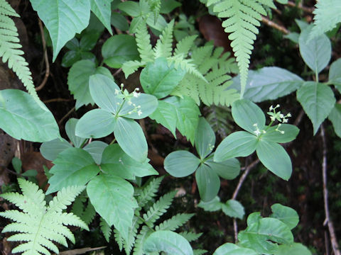 Galium trachyspermum