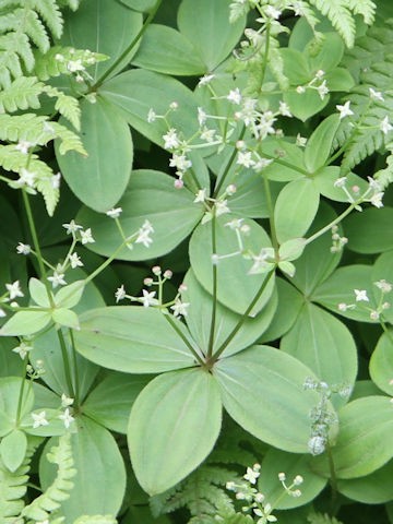 Galium trachyspermum