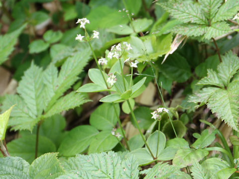 Galium trachyspermum