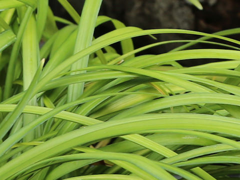 Ophiopogon reversus