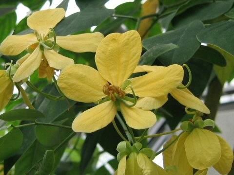 Cassia fruticosa