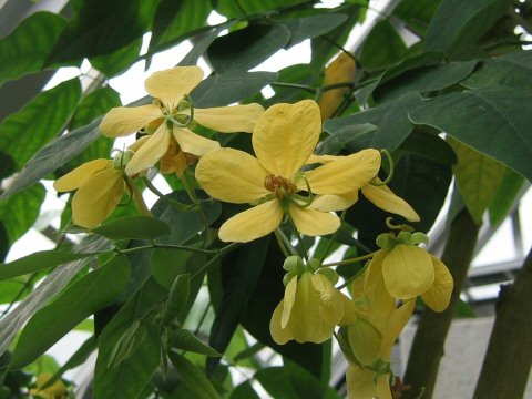 Cassia fruticosa