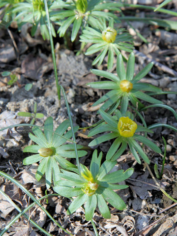 Eranthis x tunergenii