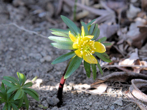 Eranthis x tunergenii