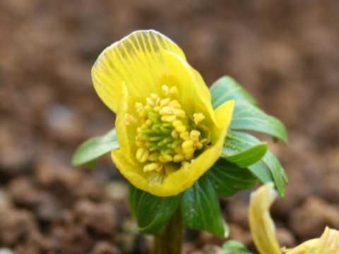 Eranthis x tunergenii