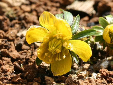 Eranthis x tunergenii