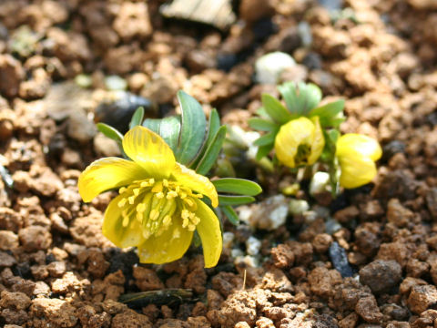 Eranthis x tunergenii