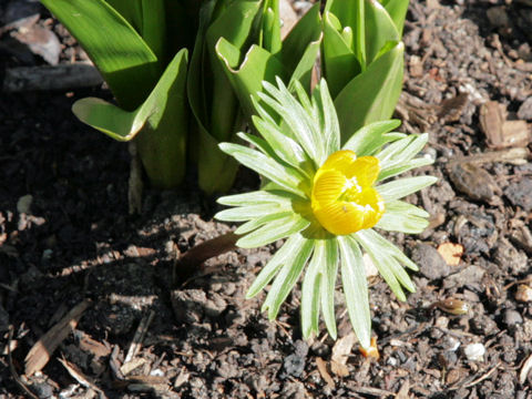 Eranthis x tunergenii