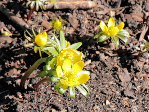 Eranthis x tunergenii