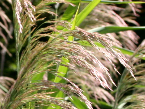 Phragmites communis