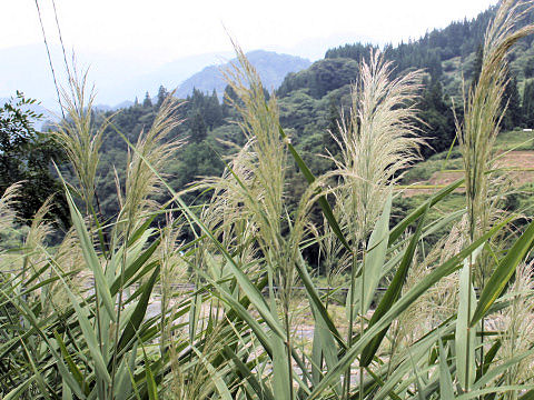 Phragmites communis