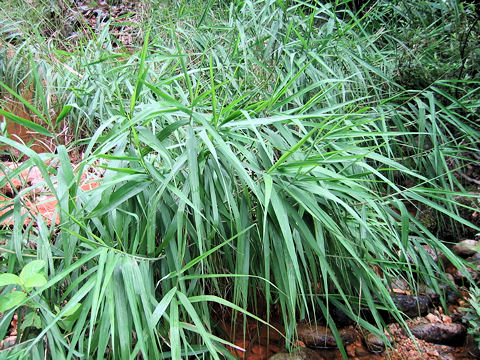 Phragmites communis