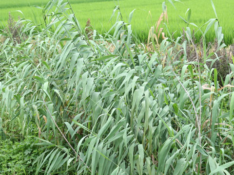 Phragmites communis