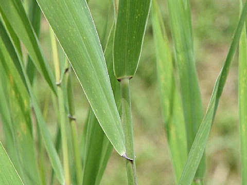 Phragmites communis