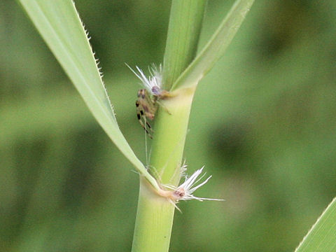 Phragmites communis