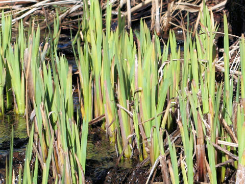 Phragmites communis