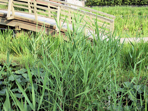 Phragmites communis