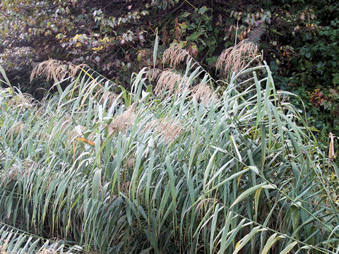 Phragmites communis