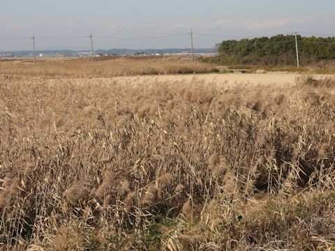 Phragmites communis